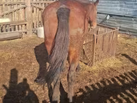 Klisna, Koně — foto 2