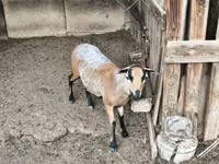 公羊, Cameroon sheep — 照片 1
