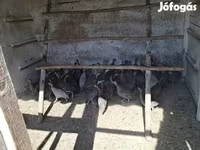 Guinea fowl — Foto 6
