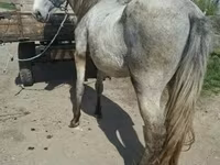 Horse (M), Hungarian horse breed — photo 3