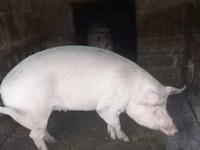 Süldőanya — 1. fotó