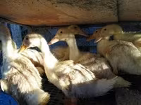 Chickens — foto 2