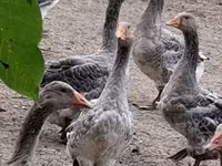 Geese — 3-сурет