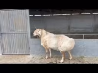 Baran, Edilbay sheep — zdjęcie 4