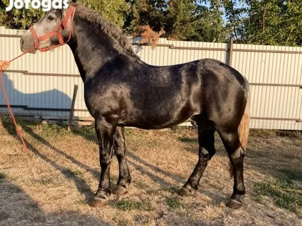 Horse (M), Horses