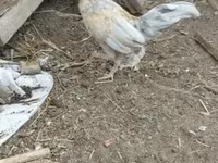 Chickens — الصورة 1