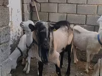 Bak, Alpine goat — 3. fotó