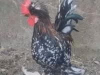 Куры — фото 5