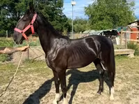 घोड़ी, Dutch warmblood horse — फ़ोटो 3