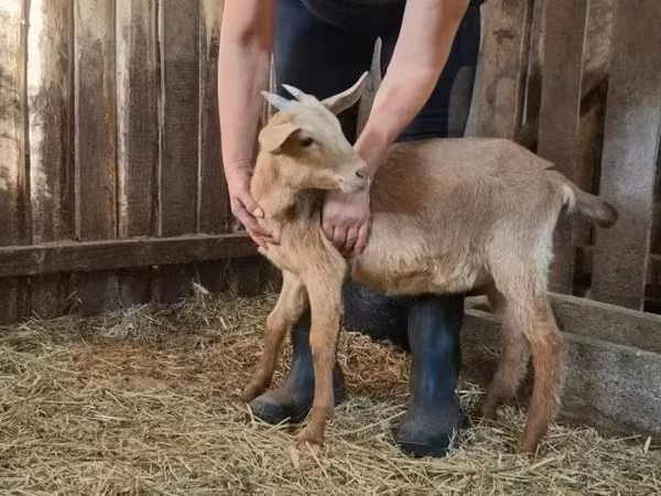 母山羊, Goats