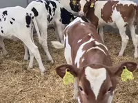 Tehén, Russian Black pied cattle — 1. fotó
