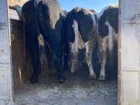 Touro, Russian Black pied cattle — foto 1
