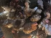 Chickens — फ़ोटो 1