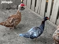 Ducks — الصورة 3