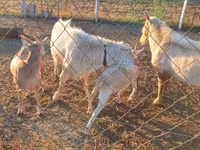 Billy Goat, Boer goat — photo 4