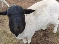 Ram, Dorper sheep — photo 2