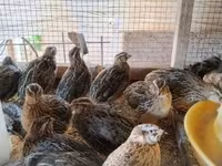 Quails — foto 4
