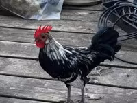 Japanisches Bantam — Foto 6