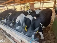 ثور, Russian Black pied cattle — الصورة 1