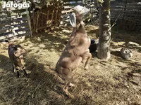 母山羊, Nubian Goat — 照片 5