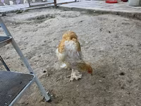 براهما — الصورة 1
