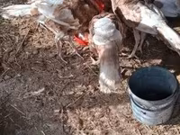 Turkeys — foto 4