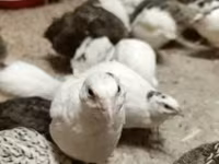 Quails — foto 3