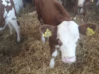 Cattle (batch, sex not specified), Simmental cattle — photo 5