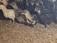 Australorp — foto 3