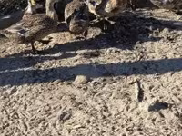Ducks — الصورة 3