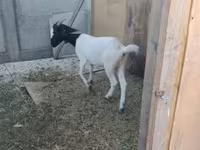 母山羊, Nubian Goat — 照片 6