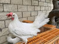 Leghorn — 1. fotó