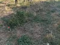 घोड़ा, घोड़े — फ़ोटो 4