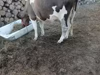 Tehén, Holstein fajta — 3. fotó