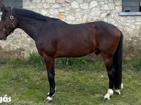 Horse (M), Hungarian horse breed — photo 2