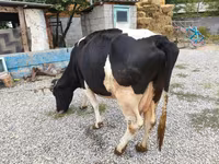 Tehén, Holstein fajta — 2. fotó