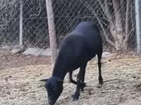 Kos, Cameroon sheep — 2. fotó