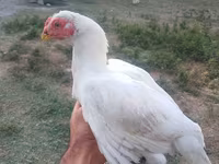 Chickens — 照片 1