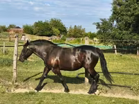 母马, Horses — 照片 2