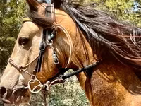 घोड़ा, Missouri foxtrotter — फ़ोटो 3