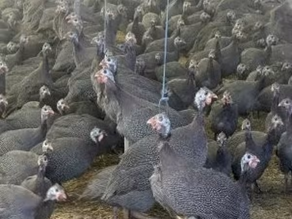 Guinea fowl