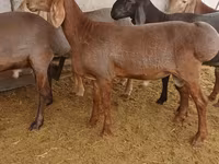 Carnero, Arashan sheep — foto 5