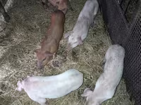 Boar, Pigs — photo 1
