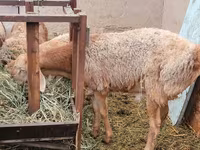 Bélier, Arashan sheep — photo 1