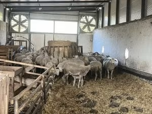 भेड़, Ile-de-France sheep — हंगरी