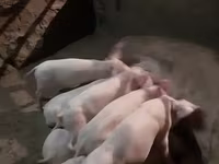 Boar, Pigs — photo 2