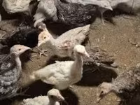 Turkeys — Foto 2