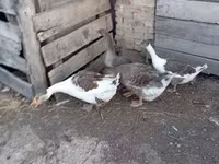 Geese — foto 5