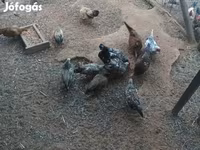 Chickens — foto 2