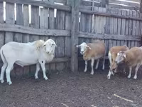 Kos, Katum sheep — 1. fotó
